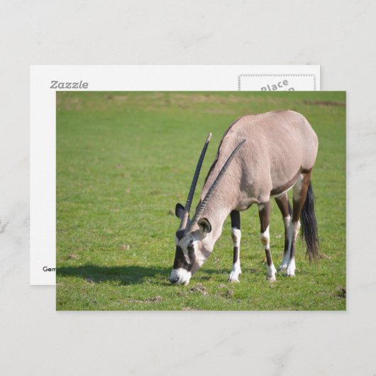 Gemsbok grazing briefkaart (Voorkant / Achterkant)
