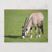 Gemsbok grazing briefkaart (Voorkant)