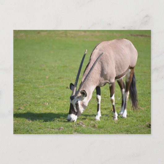 Gemsbok grazing briefkaart (Voorkant)