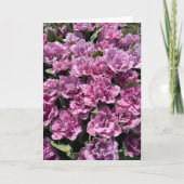 Gemutte pinnen, geringde tulpen, briefkaarten (Voorkant)