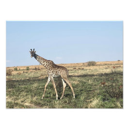 Genade in Beweging – Afrikaanse Giraffe Foto Print Afdruk