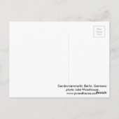 Gendarmenmarkt Berlin Briefkaart (Achterkant)