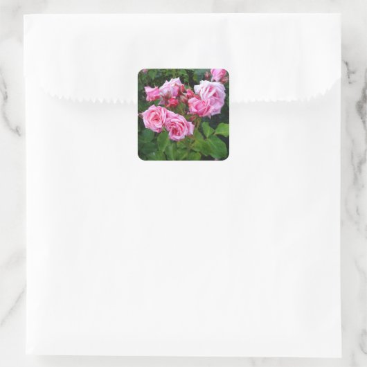 Gene Boerner Roos #3 Stickers (Tas)