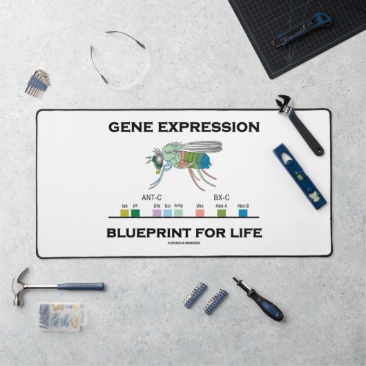 Gene Expression Blueprint for Life Homeobox Genes Bureaumat (Werkstation)