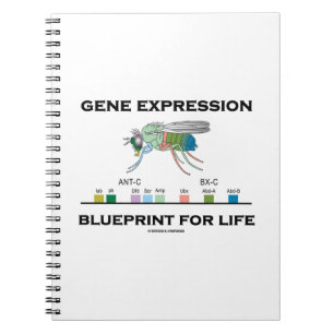 Gene Expression Blueprint for Life Homeobox Genes Notitieboek