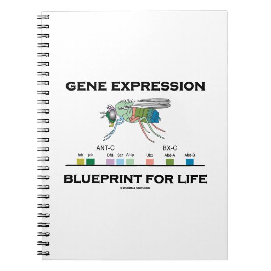 Gene Expression Blueprint for Life Homeobox Genes Notitieboek (Voorkant)