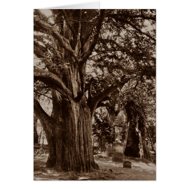 GENEALOGISCHE KAART ~ ONTWORPEN OM GEZINSGEHEUGEN  (Voorkant)