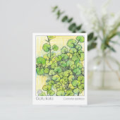 Geneeskrachtige kruiden Gotu Kola Plant Kruidenstu Briefkaart (Staand voorkant)