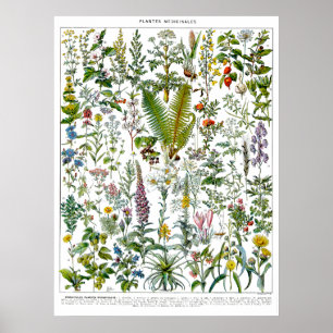 Geneeskrachtige Planten & Bloemen van Adolphe Mill Poster