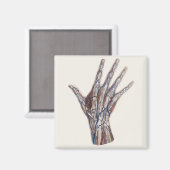  geneeskunde, menselijke anatomiehandschoenen magneet (Voorkant / Achterkant)