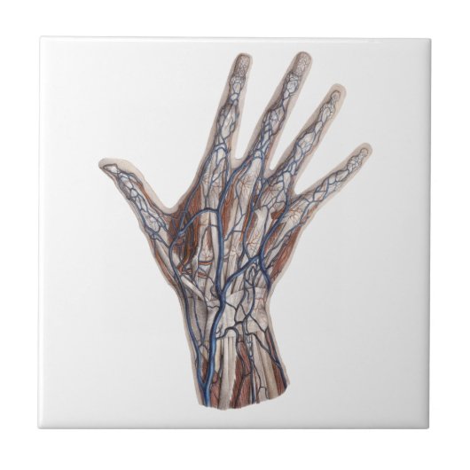  geneeskunde, menselijke anatomiehandschoenen tegeltje (Voorkant)