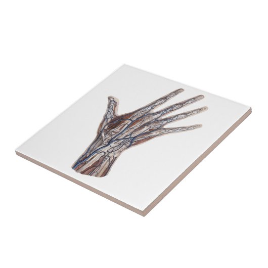  geneeskunde, menselijke anatomiehandschoenen tegeltje (Zijkant)