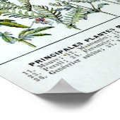 Geneesmiddel Planten 2 Poster (Hoek)
