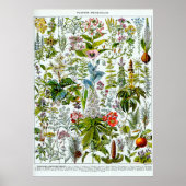 Geneesmiddel Planten 2 Poster (Voorkant)