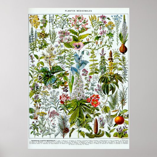 Geneesmiddel Planten 2 Poster (Voorkant)