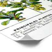 Geneesmiddelen Planten Poster (Hoek)