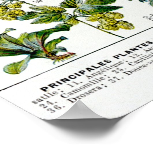 Geneesmiddelen Planten Poster (Hoek)