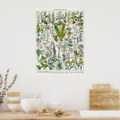 Geneesmiddelen Planten Poster (Keuken)