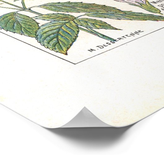 Geneesmiddelen Spijsverteringskanaal in het Frans Poster (Hoek)