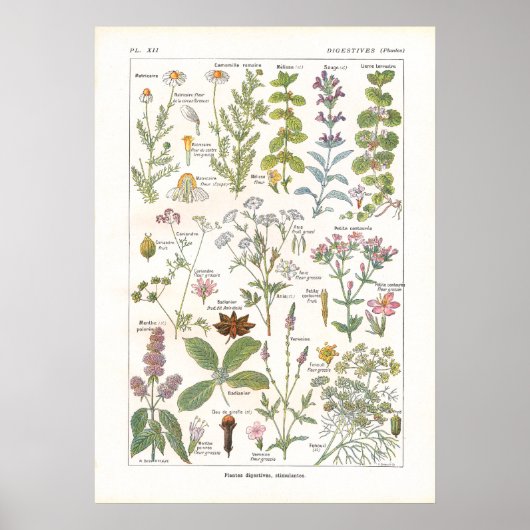 Geneesmiddelen Spijsverteringskanaal in het Frans Poster (Voorkant)