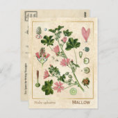  geneesmiddelreb Mallow Flower Botanical Briefkaart (Voorkant / Achterkant)