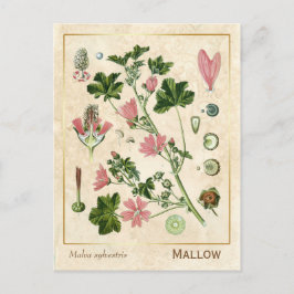 geneesmiddelreb Mallow Flower Botanical Briefkaart