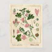  geneesmiddelreb Mallow Flower Botanical Briefkaart (Voorkant)