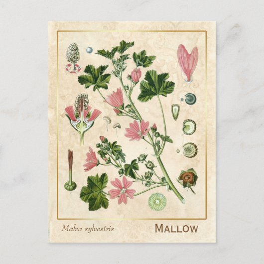  geneesmiddelreb Mallow Flower Botanical Briefkaart (Voorkant)