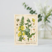  geneesmiddelreb Oranje Mullein botanisch Briefkaart (Staand voorkant)