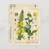  geneesmiddelreb Oranje Mullein botanisch Briefkaart (Voorkant / Achterkant)