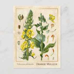  geneesmiddelreb Oranje Mullein botanisch Briefkaart