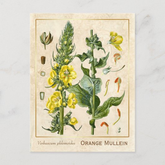  geneesmiddelreb Oranje Mullein botanisch Briefkaart (Voorkant)