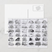 Genera of Shells Jigzaag, pub. door W. Edwards Briefkaart (Voorkant / Achterkant)