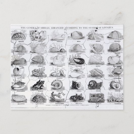 Genera of Shells Jigzaag, pub. door W. Edwards Briefkaart (Voorkant)