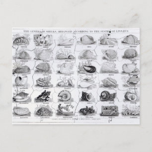 Genera of Shells Jigzaag, pub. door W. Edwards Briefkaart