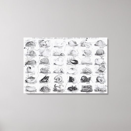 Genera of Shells Jigzaag, pub. door W. Edwards Canvas Afdruk (Voorkant)