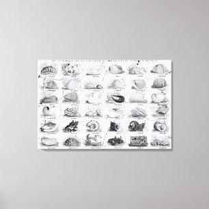 Genera of Shells jigzaag, pub. door W. Edwards Canvas Afdruk