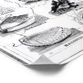 Genera of Shells Jigzaag, pub. door W. Edwards Poster (Hoek)