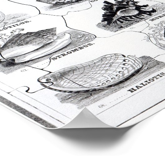 Genera of Shells Jigzaag, pub. door W. Edwards Poster (Hoek)