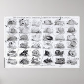 Genera of Shells Jigzaag, pub. door W. Edwards Poster (Voorkant)