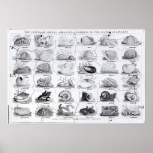 Genera of Shells Jigzaag, pub. door W. Edwards Poster