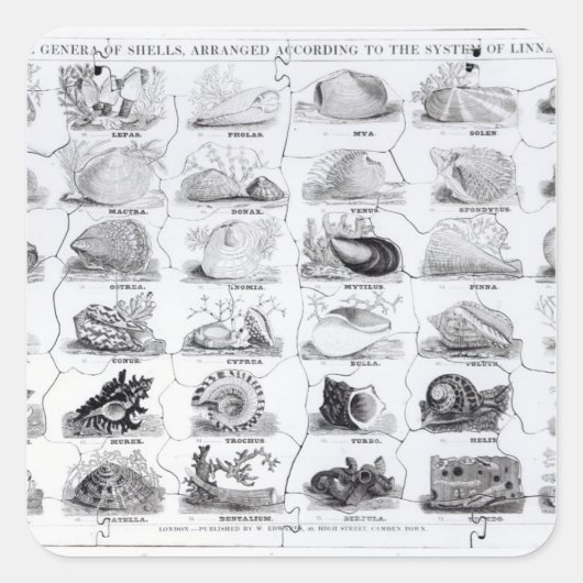 Genera of Shells Jigzaag, pub. door W. Edwards Vierkante Sticker (Voorkant)
