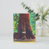 Generaal Sherman, 5000 jaar oud, Big Trees Park Briefkaart (Staand voorkant)