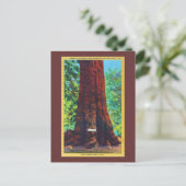 Generaal Sherman, 5000 jaar oud, Big Trees Park Briefkaart (Staand voorkant)