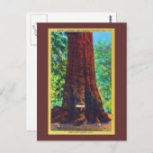 Generaal Sherman, 5000 jaar oud, Big Trees Park Briefkaart (Voorkant / Achterkant)