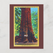 Generaal Sherman, 5000 jaar oud, Big Trees Park Briefkaart (Voorkant)