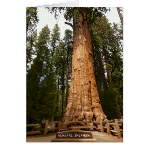 Generaal Sherman, Giant Sequoia