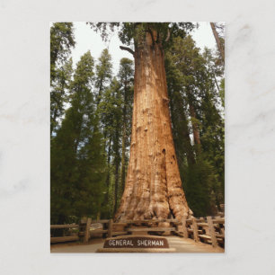 Generaal Sherman Giant Sequoia Briefkaart