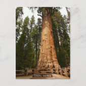 Generaal Sherman Giant Sequoia Briefkaart (Voorkant)