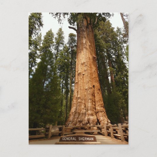 Generaal Sherman Giant Sequoia Briefkaart (Voorkant)